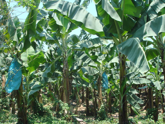 Bananenplantage in quirigua