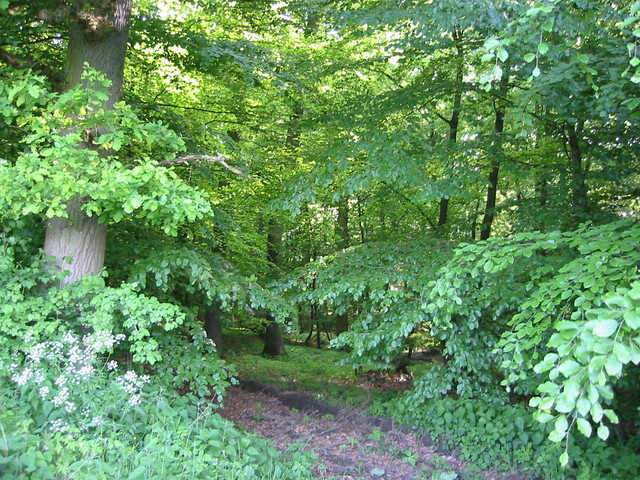 Lohfelden Laubwald