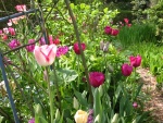 tulips in may