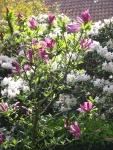 Rhododendron und Magnolienbaum