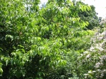 cherry tree in june 2003