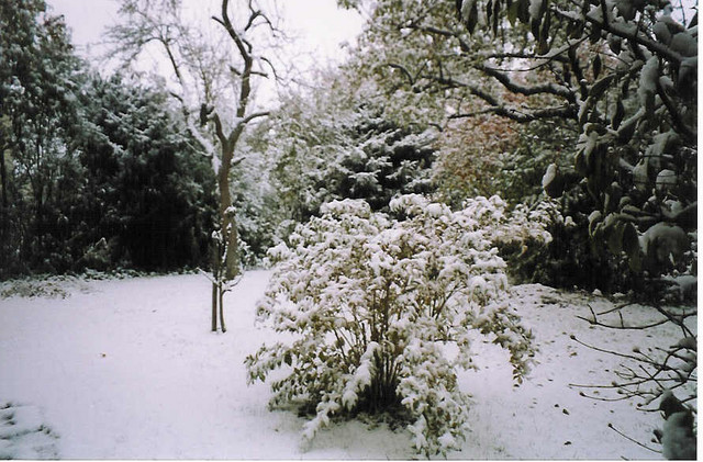 jardin con nieve 2003