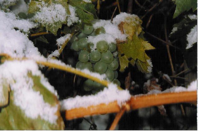 uvas con nieve