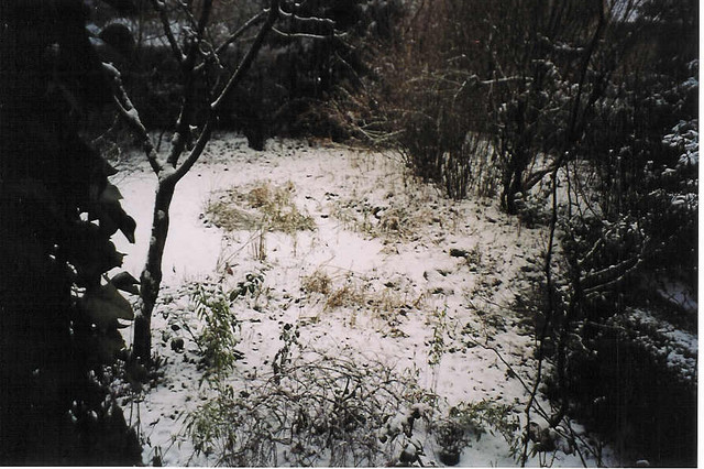 estanque del jardin en el invierno 2003