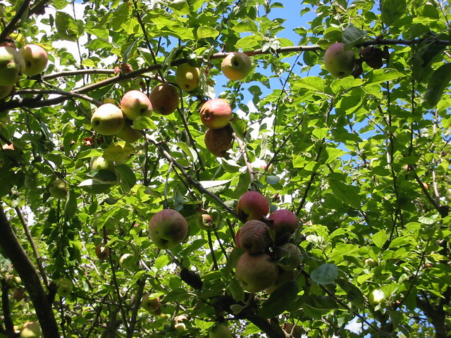 ramo de manzanas