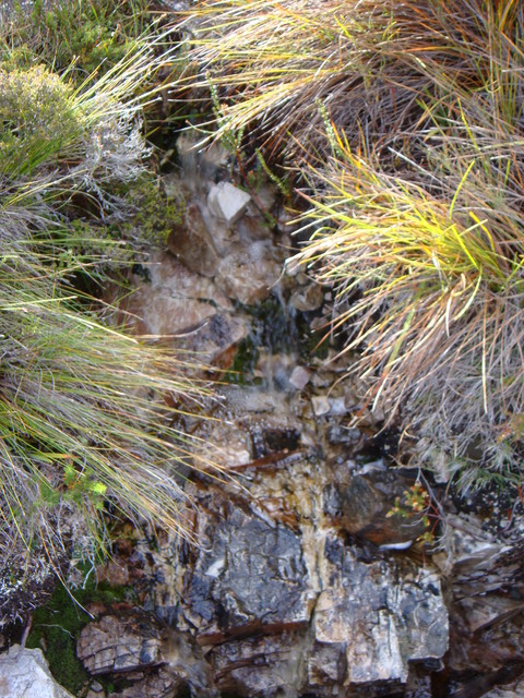 Tasmanien Quelle im Cradle Mountain national park