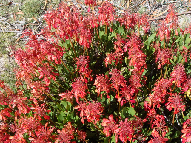 Tasmanien besondere Pflanzen