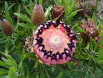 Protea als Gartenpflanze