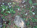 Orchidee Paloma blanca