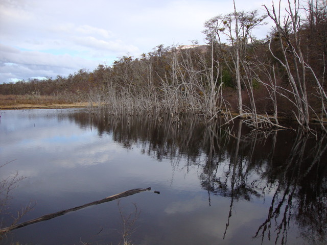Seen in Sumpfgebieten