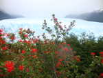 Feuerbusch und Perito Moreno