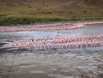 Flamingos im Arusha Nationalpark
