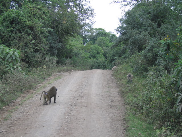 im Arusha Nationalpark