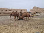 Kamele in der Karawanserei