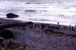 10pinguine
