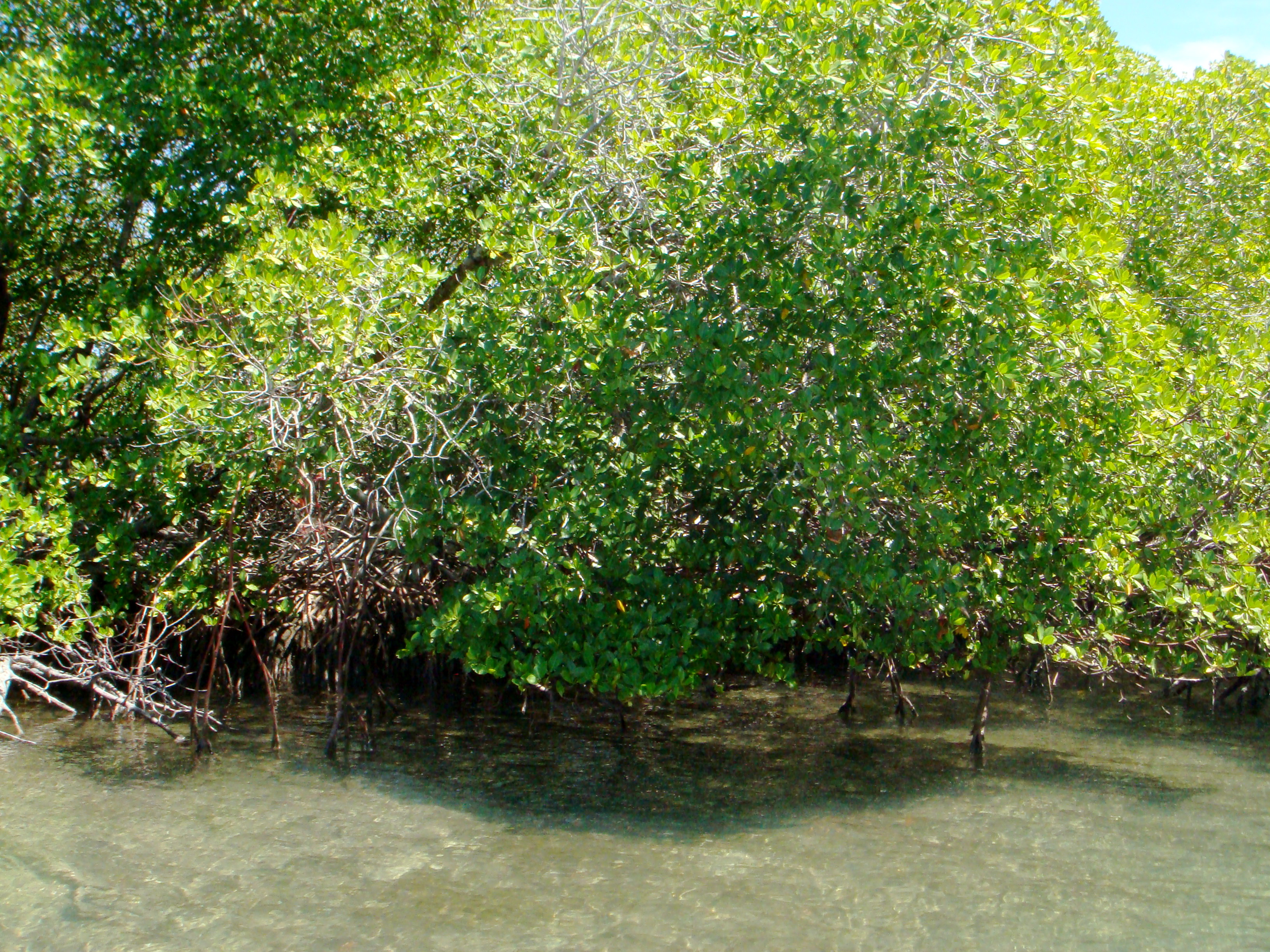 Mangrove Parque national Monte Christi