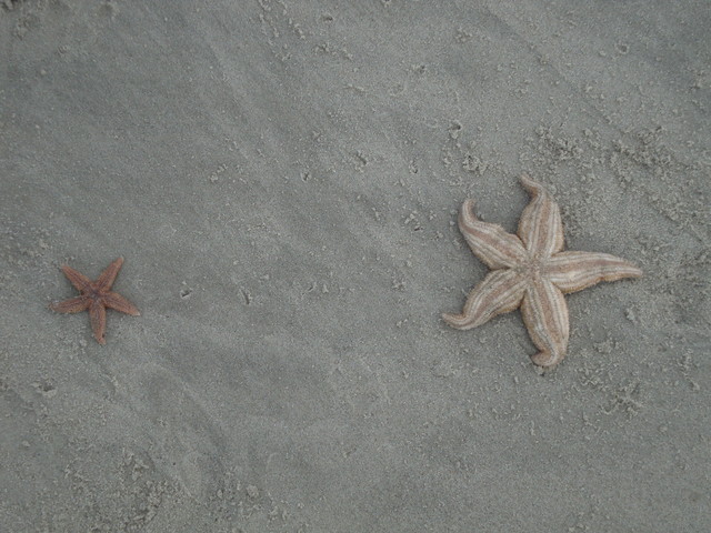 dos estrellas de mar