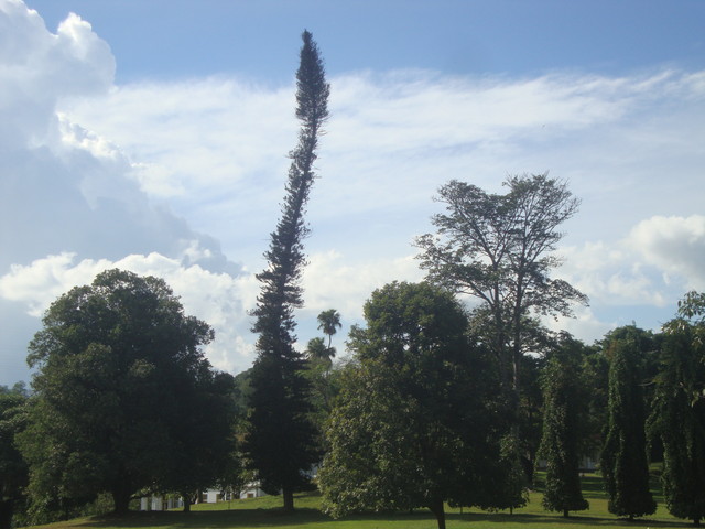 im botanischen Garten von Kandy