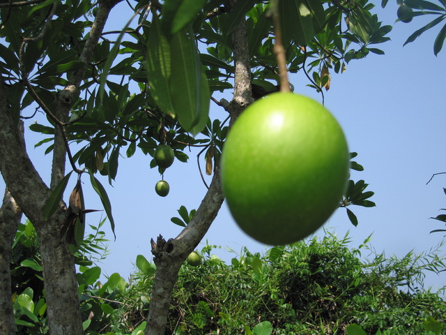 Lunuganga Balsafrucht
