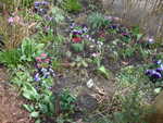mi jardin 2012 marzo