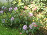 Rhododendron im Mai