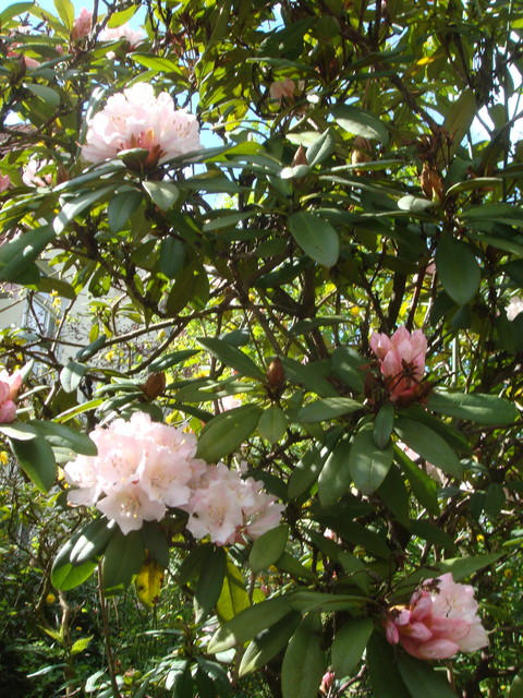 Rhododendron im April