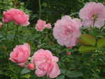 el jardin en el junio: rosas