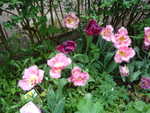 mi jardin en el mayo 2012