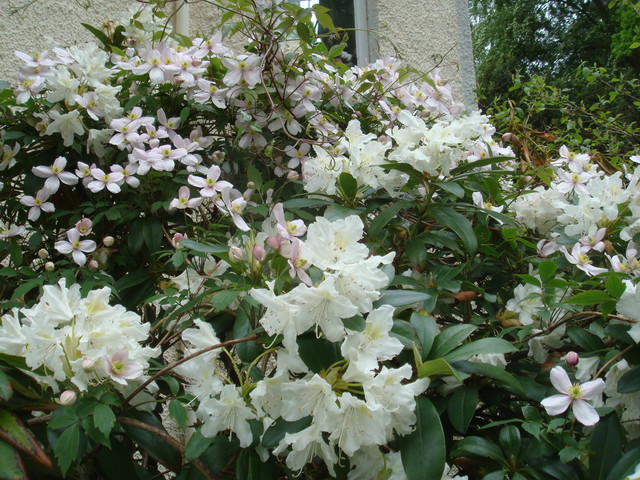 mi jardin en el mayo 2012