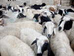 volle Schafspferche auf dem Viehmarkt vor Schuljahresbeginn
