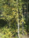 Herbstanfang in Sibirien