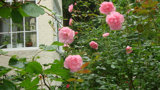 Rosen im Juni