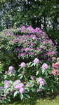 Mai 2013 Rhododendron