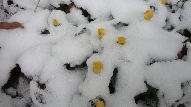 Winterlinge im Schnee