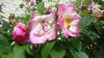 Rosen im Juni