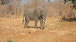 auch unterwegs Elefantenbegegnung