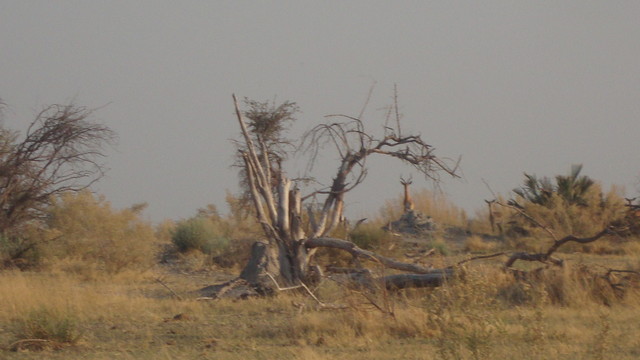 Kudu beim morning walk
