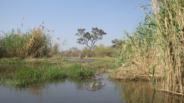 im Okawangodelta