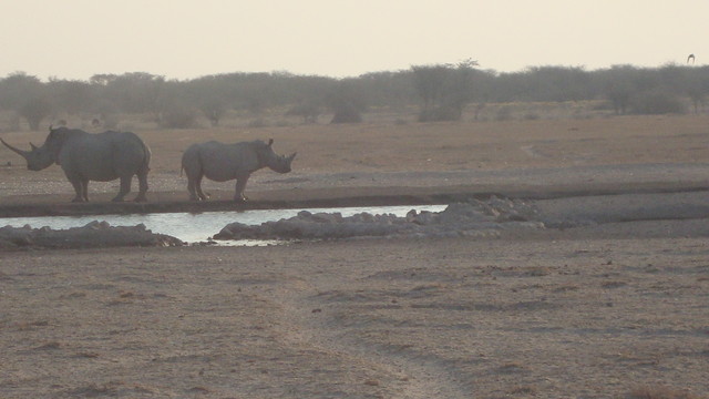 Rhinos an der Wasserstelle