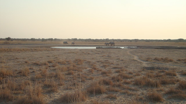 Rhinos an der Wasserstelle