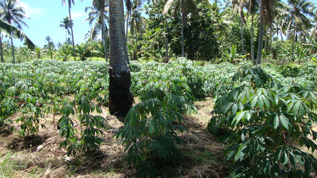 Maniokpflanzung