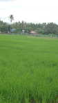Reisfeld auf Langkawi