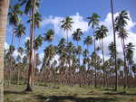 Malekula Kokosplantage