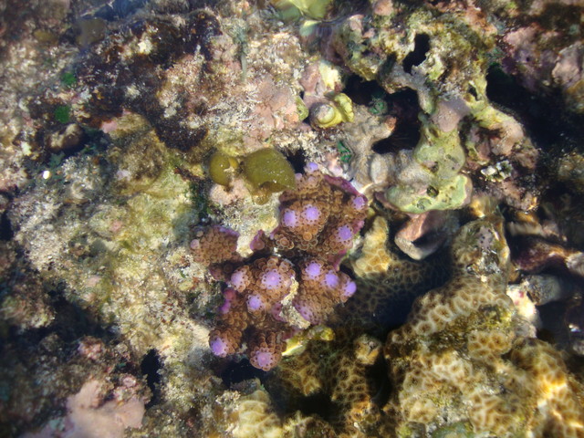 Korallen in der Erakorbucht