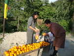 Kakifrucht-Stand nahe Wangdue