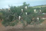 Argan fressende Ziegen auf dem Weg nach Essaouira