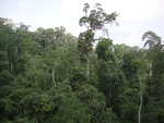 Regenwald Kakum Nationalpark