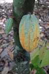 In der Kakaoplantage