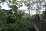 Regenwald Kakum Nationalpark