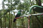 Kolibri Selvatura Park
